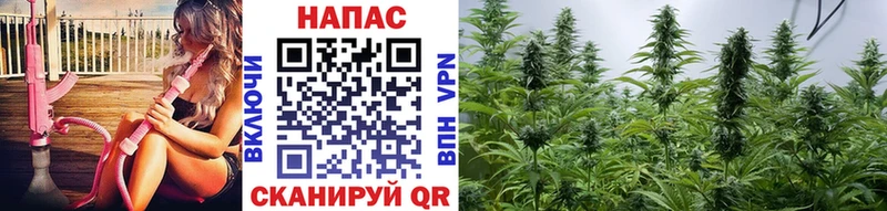 Купить  Пушкино  Канабис индика 